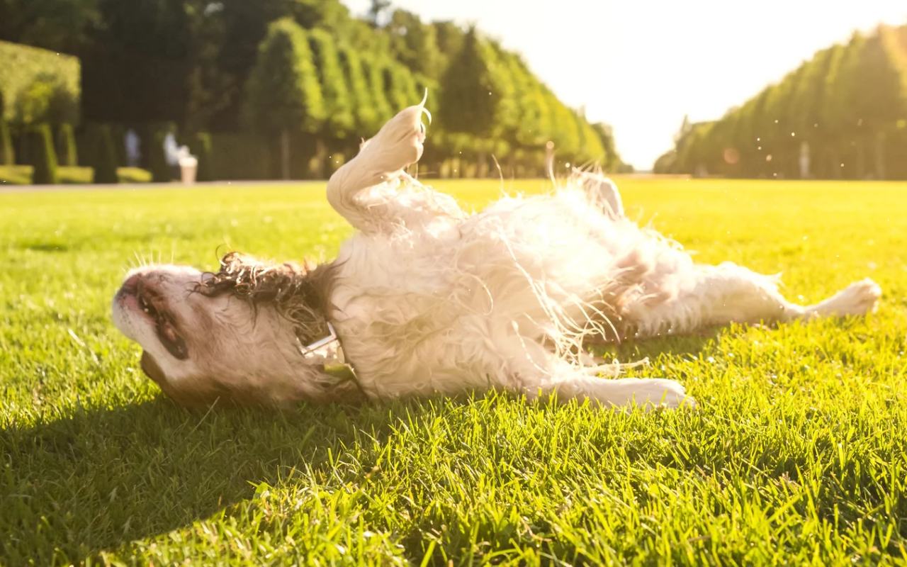 cane rotola sull'erba