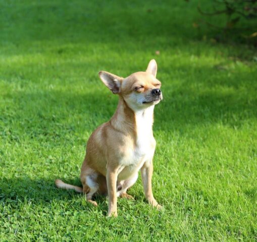 Perché ai cani piace stare al sole? Ecco cosa sapere