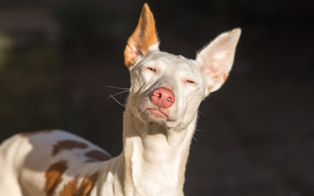 cane con gli occhi chiusi