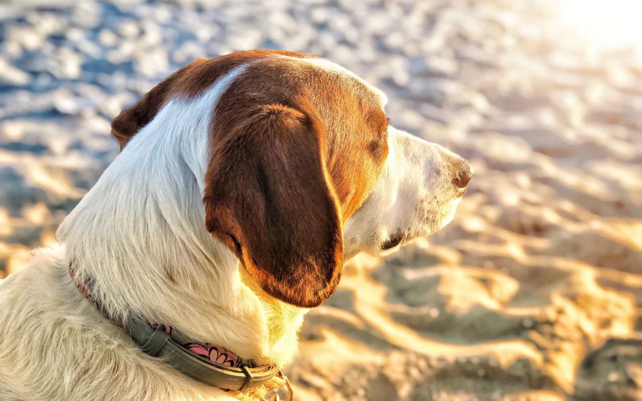 cane in spiaggia