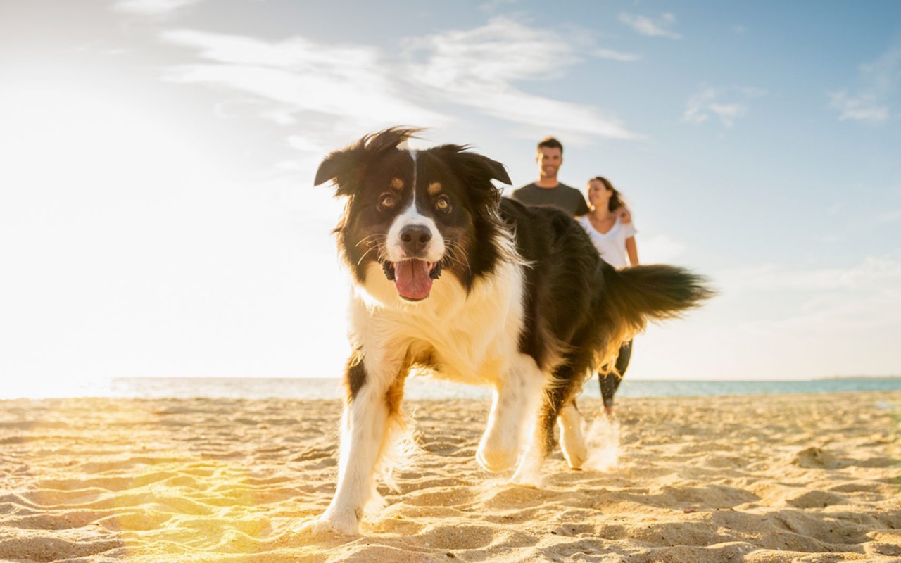 cane in spiaggia coi padroni