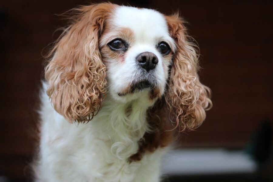 cavalier king charles spaniel