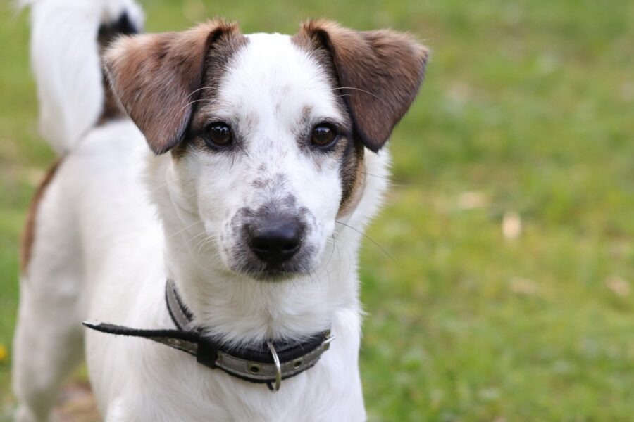 cane in giardino