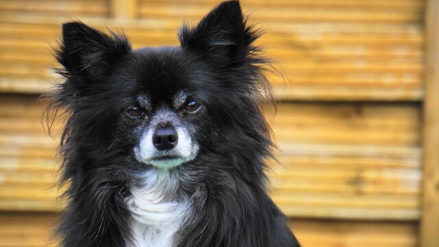 I cani possono mangiare la carne di maiale?