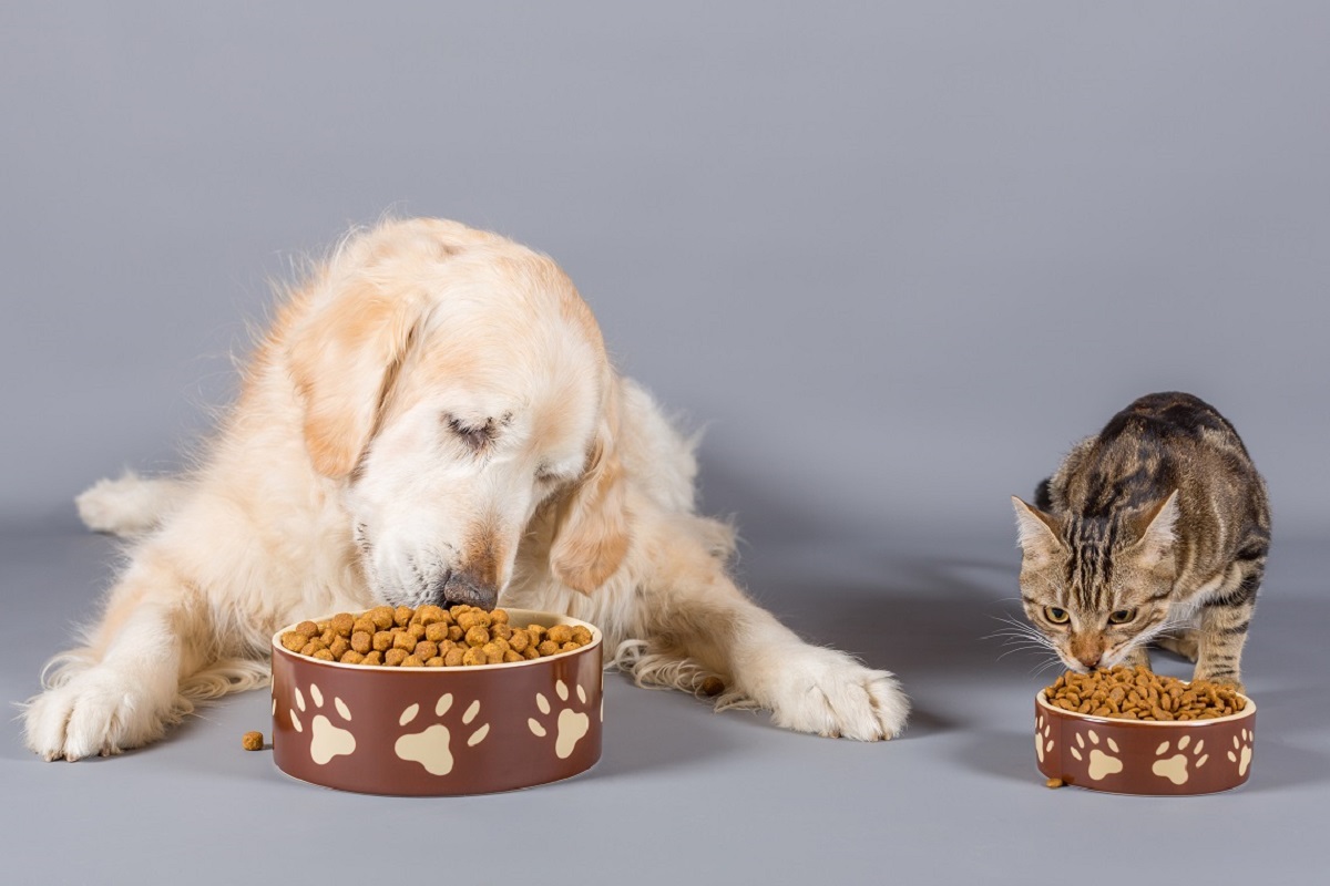 cane e gatto mangiano crocchette