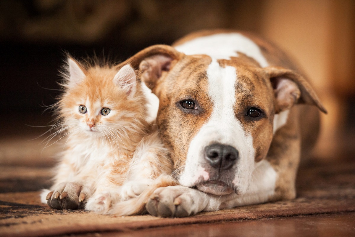 cane adulto e gattino