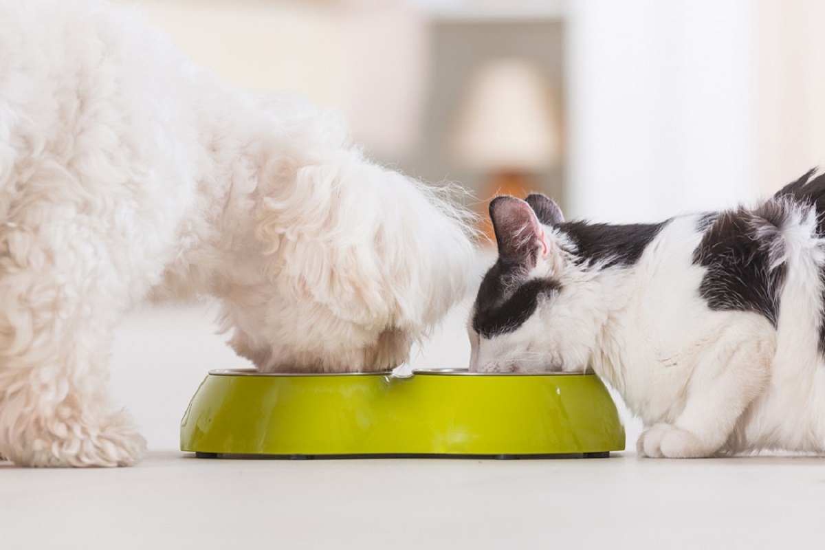 cane e gatto mangiano insieme