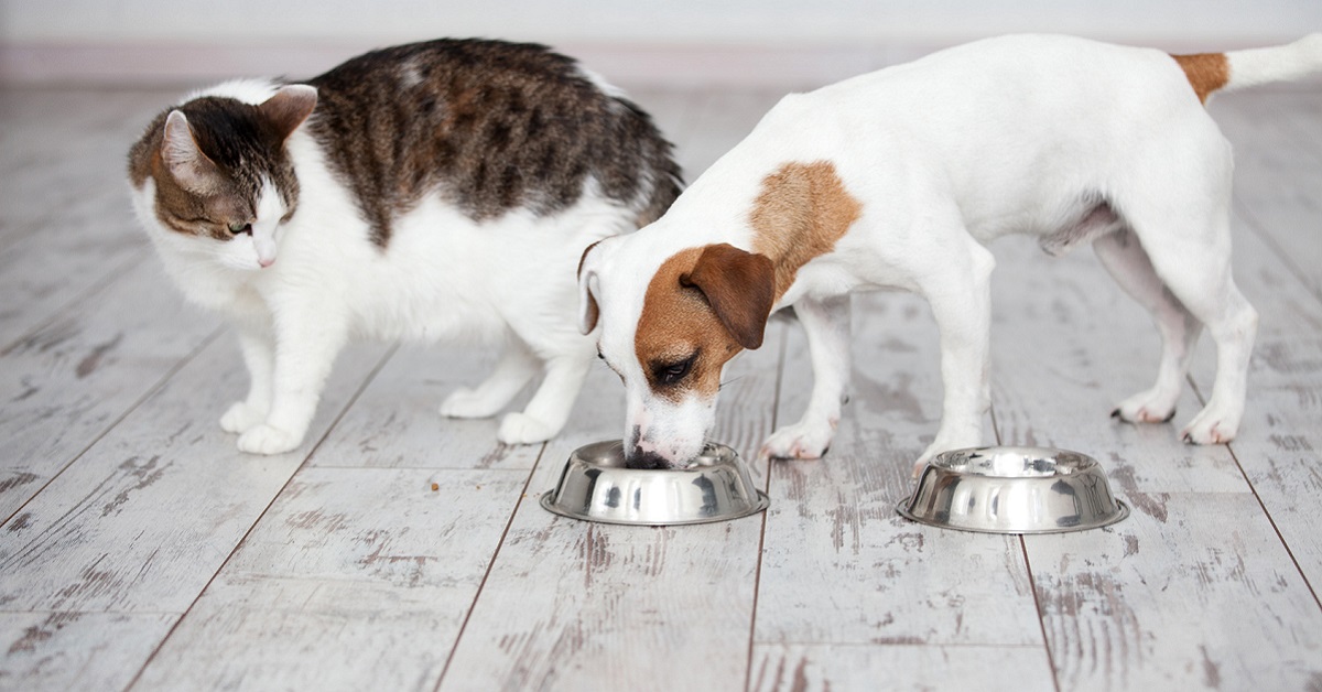 cane mangia cibo per gatti