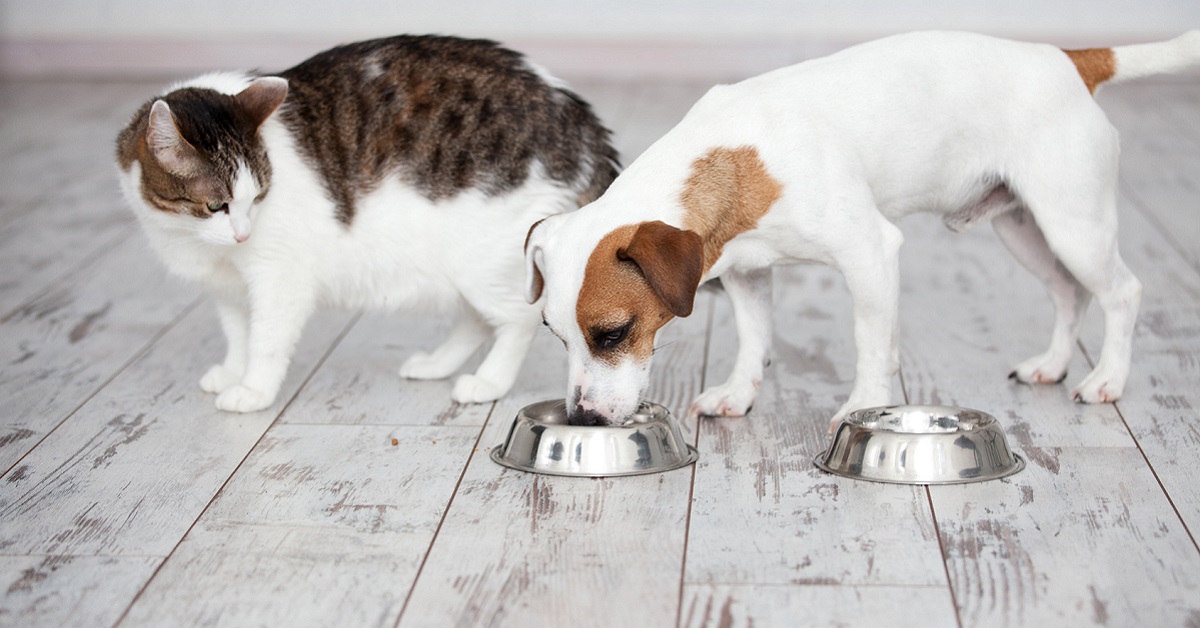 I cani possono mangiare cibo per gatti?