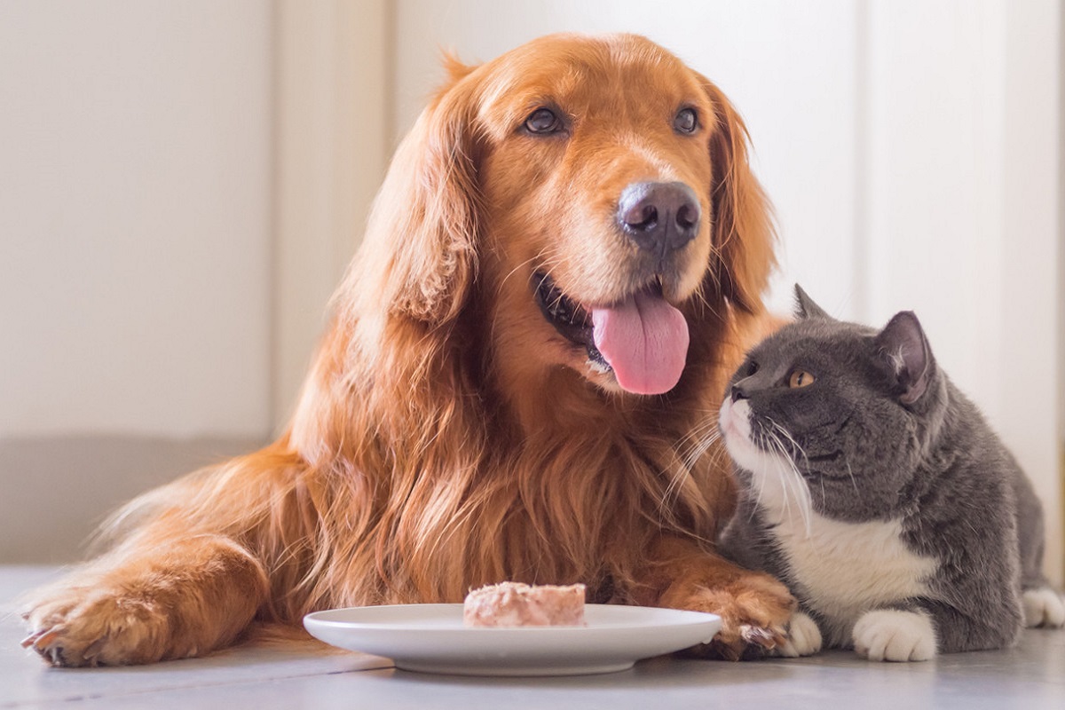 cane e gatto davanti a scatoletta di cibo