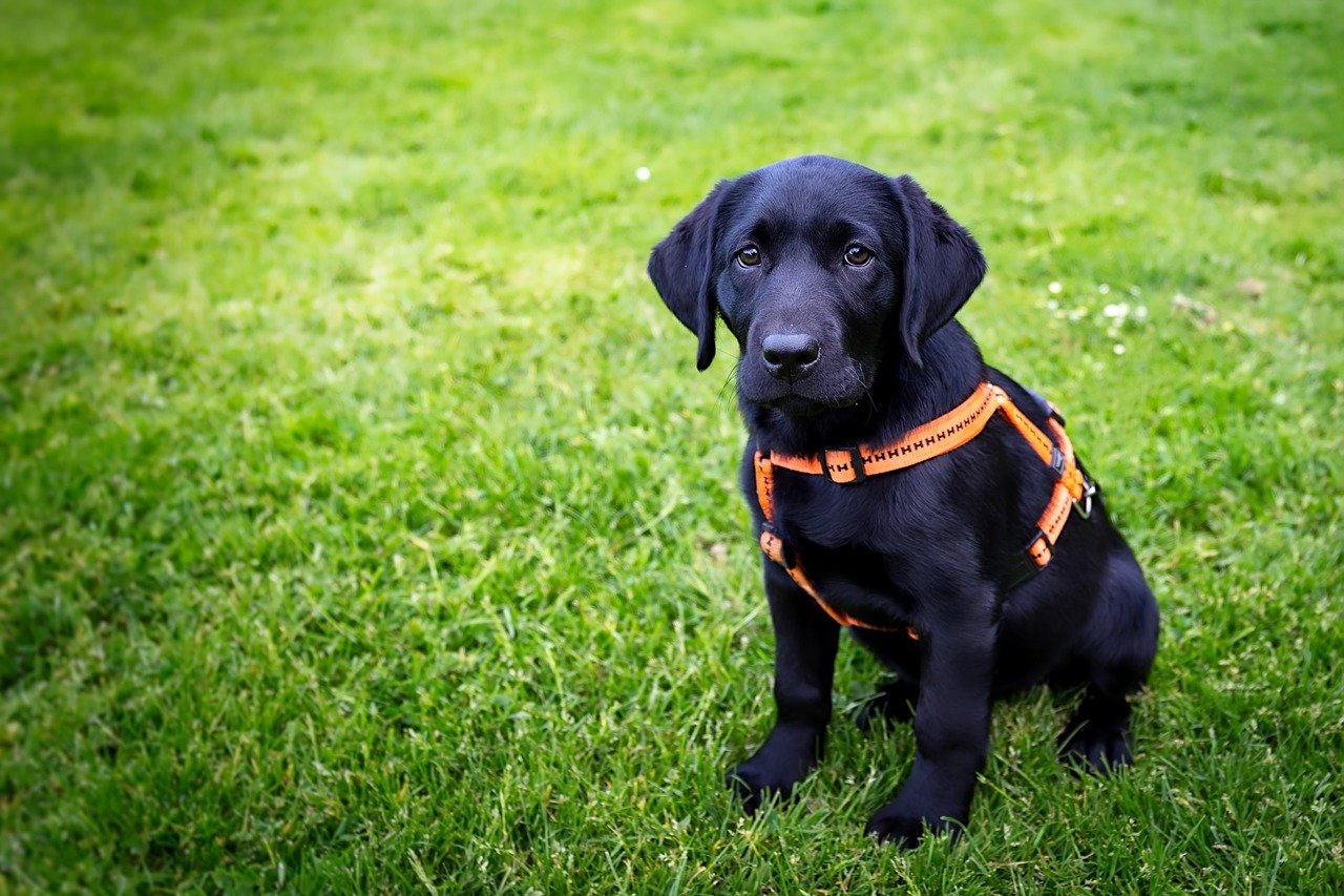 cane nel prato