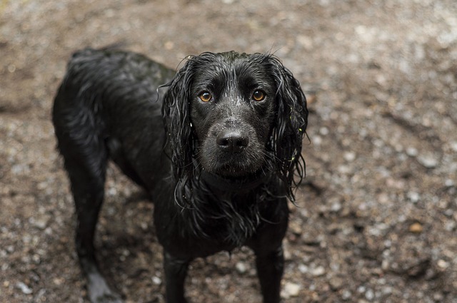 cane nero