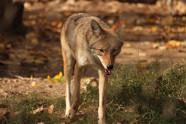 il cane è parente del coyote