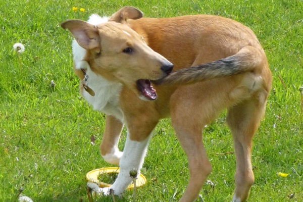 Coda del cane