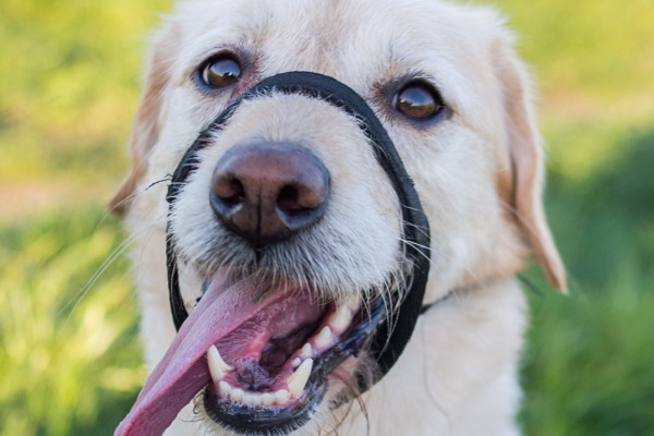 Come abituare il cane alla museruola