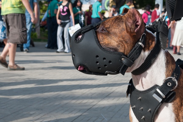 Come abituare il cane alla museruola