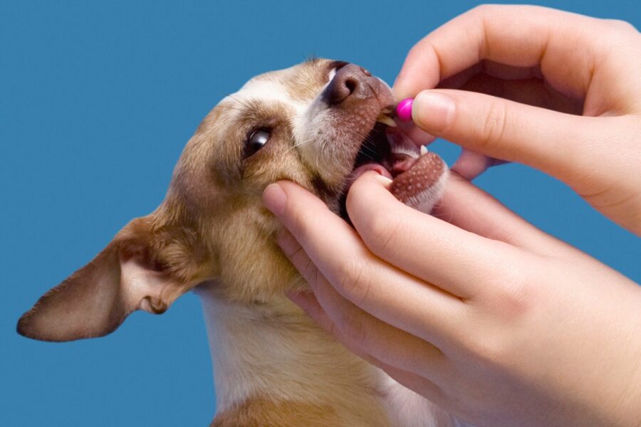 dare la pillola al cane in bocca