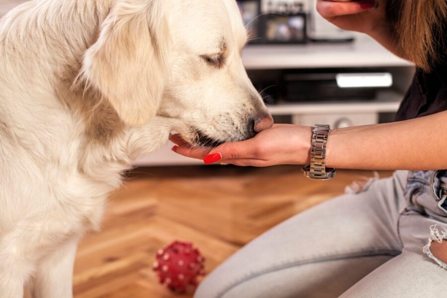 cane mangia dalla mano della padrona