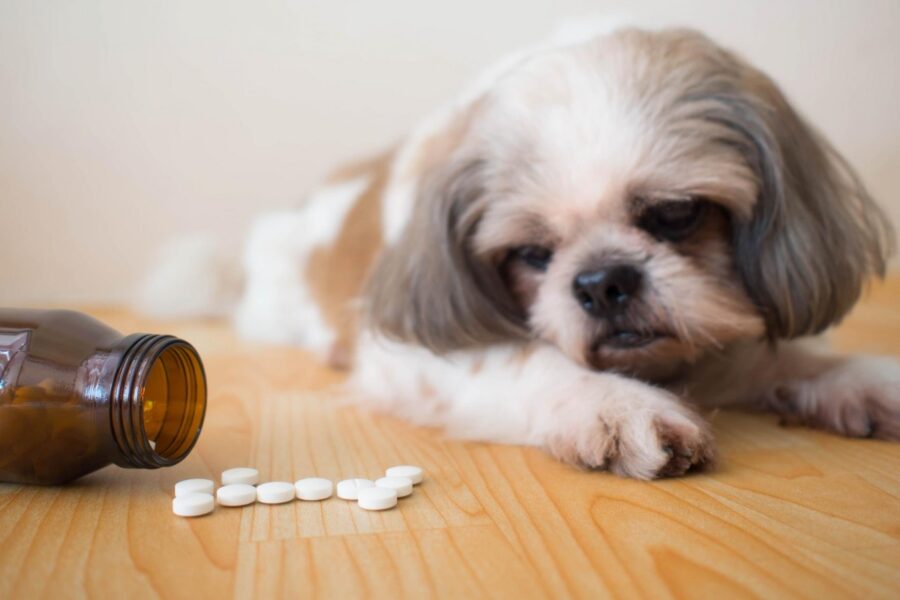 cane guarda le pillole