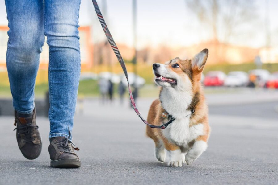 passeggiata con il cane