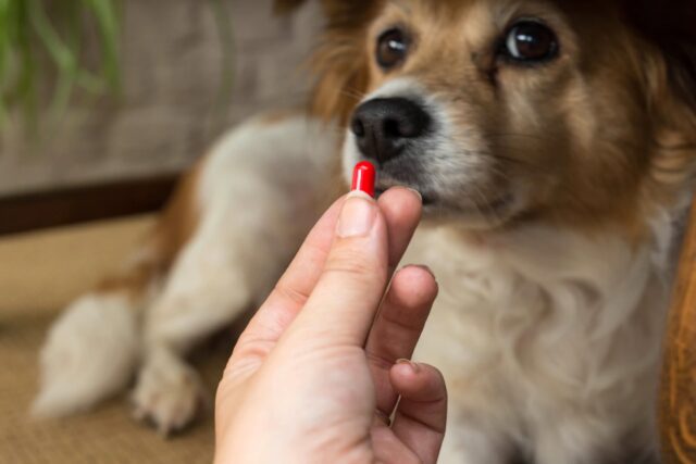 dare una pillola al cane