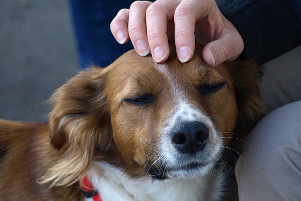 Come far capire ai cani che gli vogliamo bene