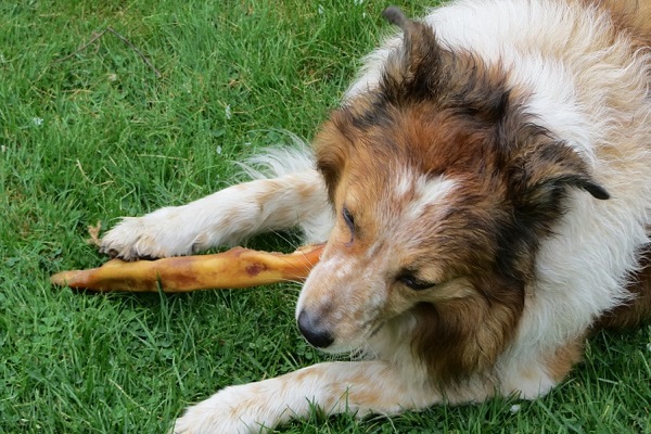 come far capire ai cani che gli vogliamo bene