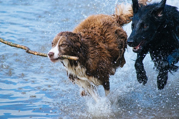 come far capire ai cani che gli vogliamo bene