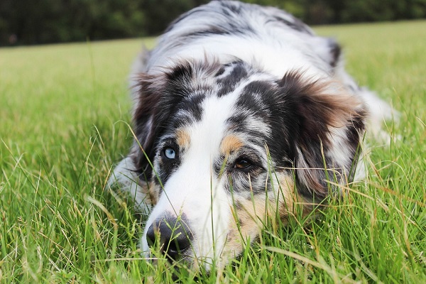 Come si comporta un cane triste