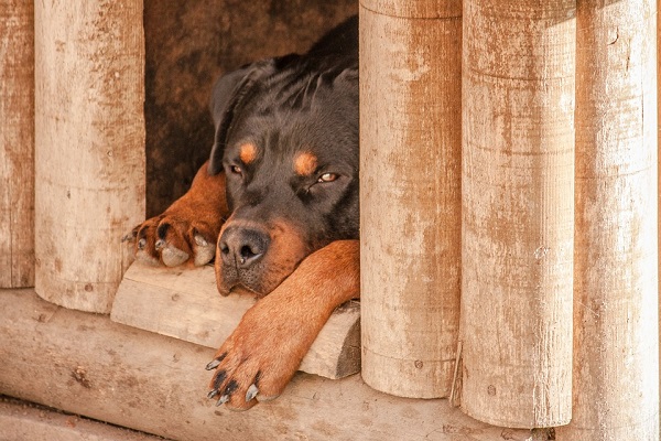 Come si comporta un cane triste