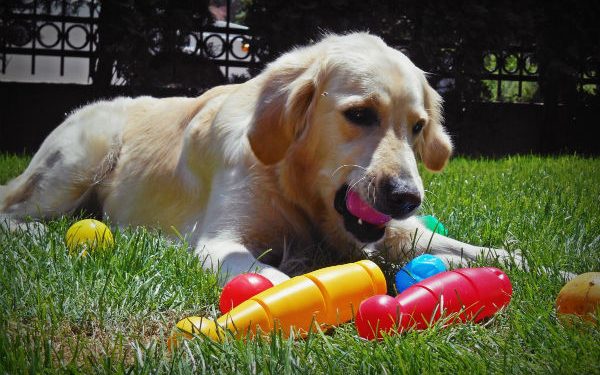 come si comporta un cane felice