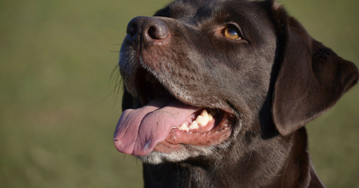 Come si comporta un cane felice?