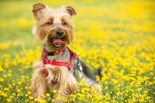 come si comporta un cane felice