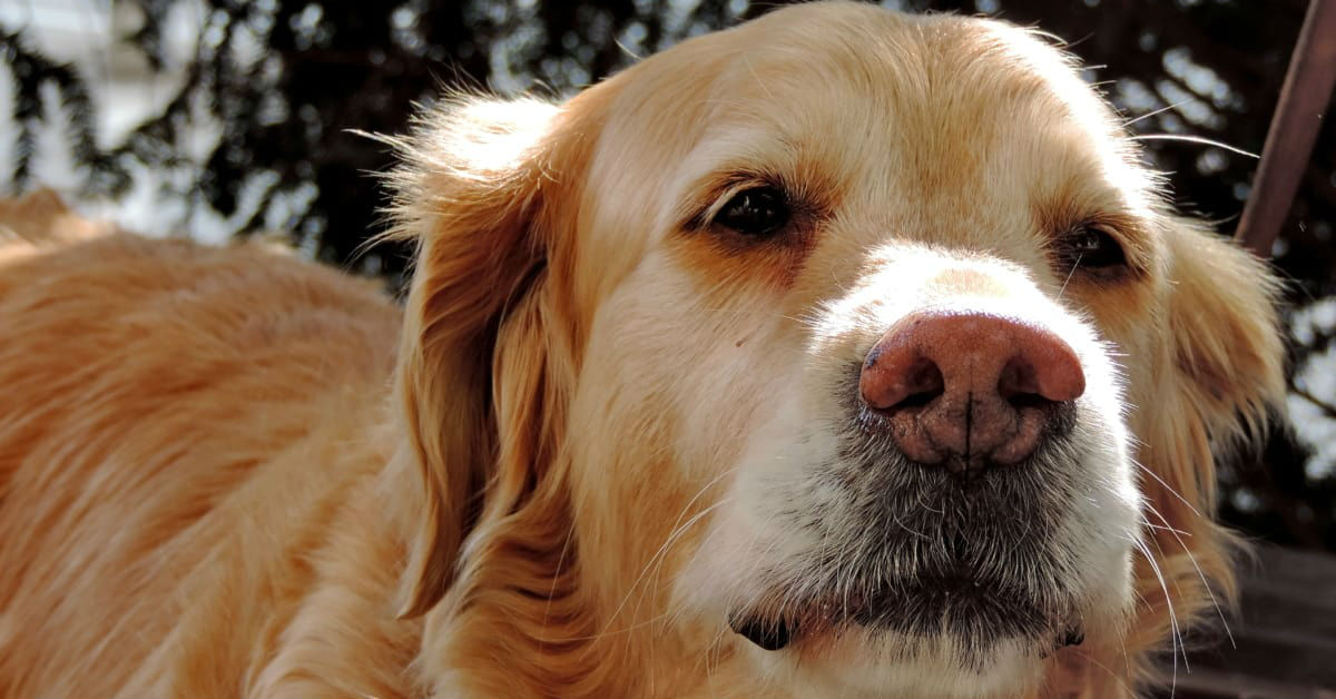 Cosa mangiano i cani per stare bene?