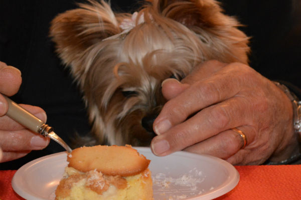 cosa mangiano i cani