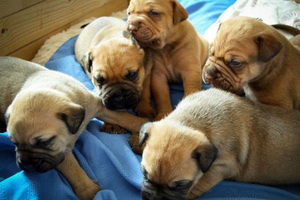 cosa mangiano i cuccioli di cane