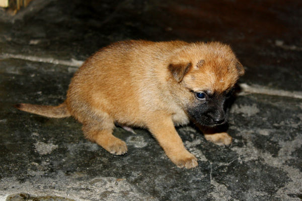 cosa mangiano i cuccioli di cane