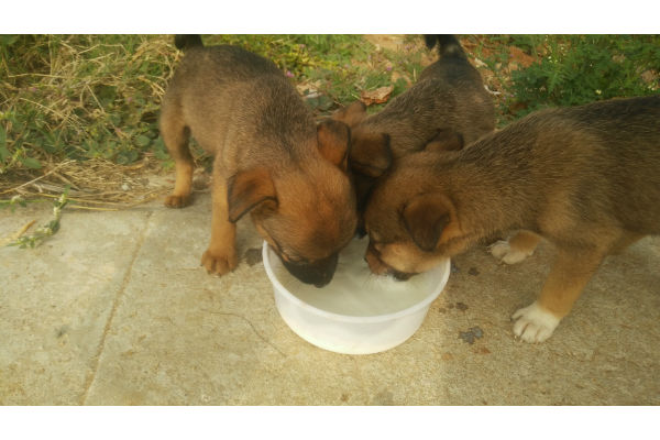 cosa mangiano i cuccioli di cane