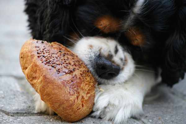 cosa mangiano i cuccioli di cane