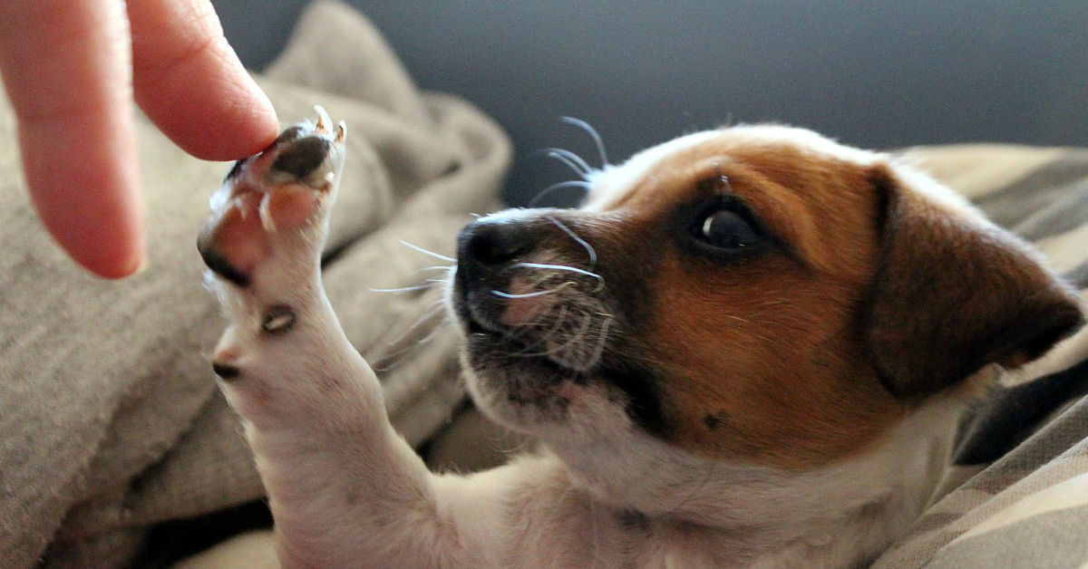 Cosa mangiano i cuccioli di cane?