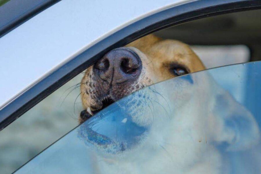 cane non riesce a respirare in auto