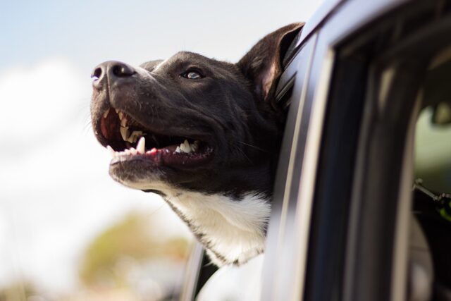 5 cose che puoi fare se vedi un cane chiuso in auto sotto il sole rovente