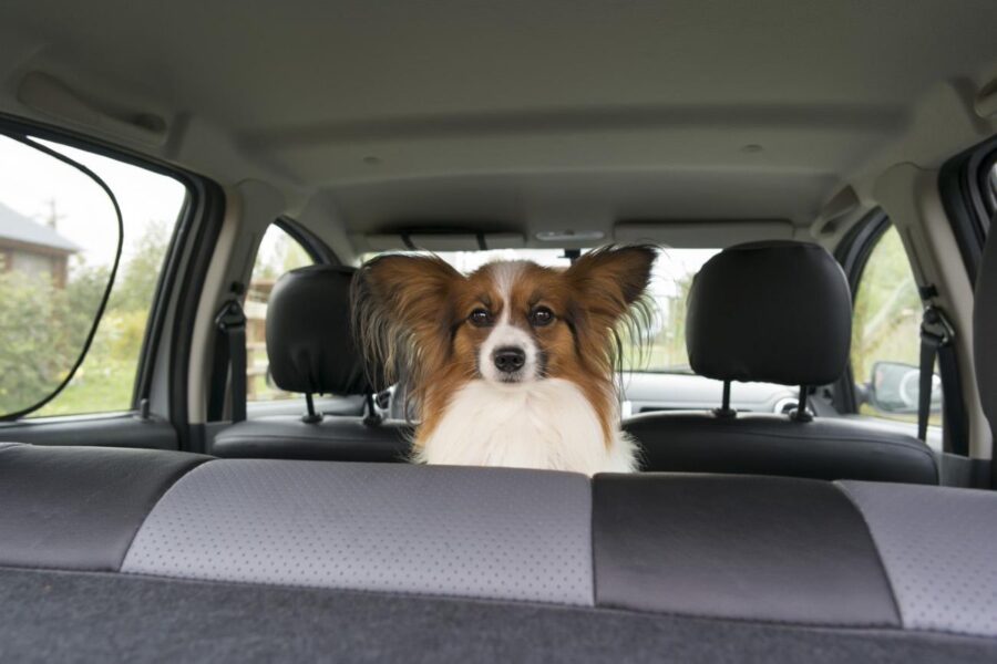 cane sul sedile posteriore dell'auto