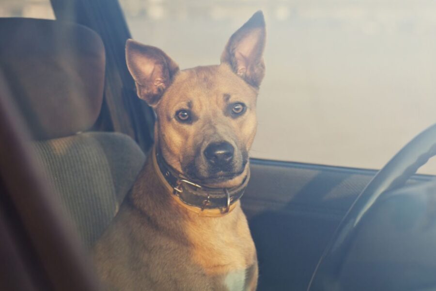 cane al posto di guida in auto