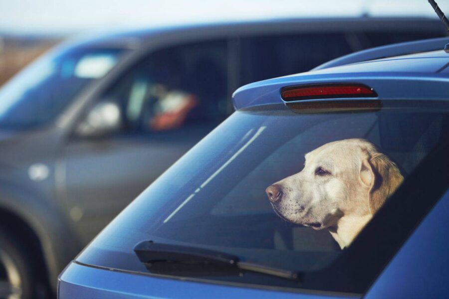 cane lasciato da solo in auto