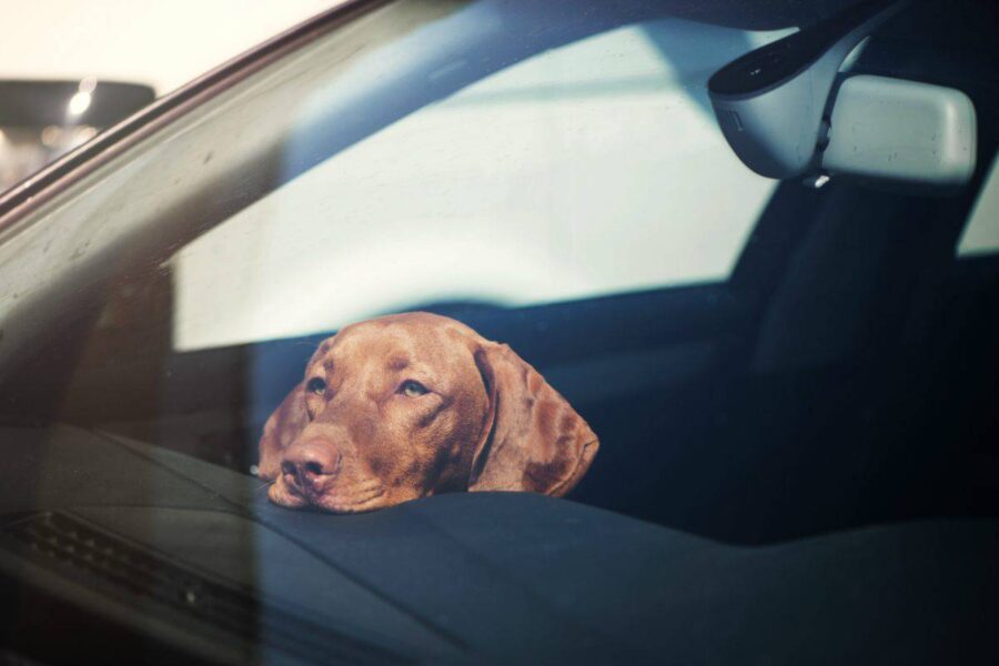 cane sente caldo in auto