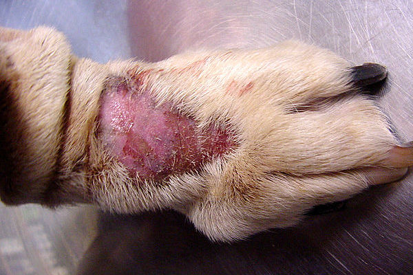 Dermatite Del Cane Sintomi Cause E Cure