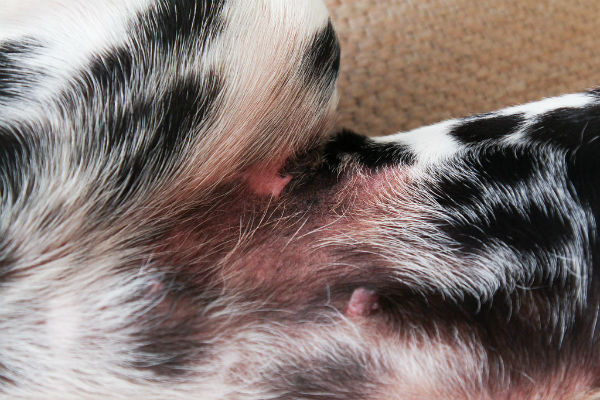 Dermatite cane - Dermatite cane - Boli de piele la caini - cauze, simptome si tratament