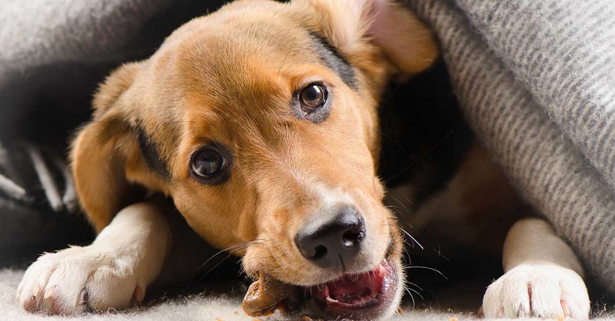 Tutti i falsi miti da sfatare relativi al comportamento del cane