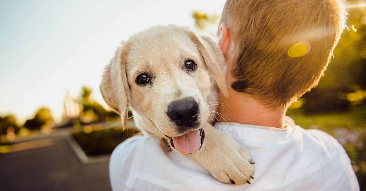 cucciolo di cane labrador